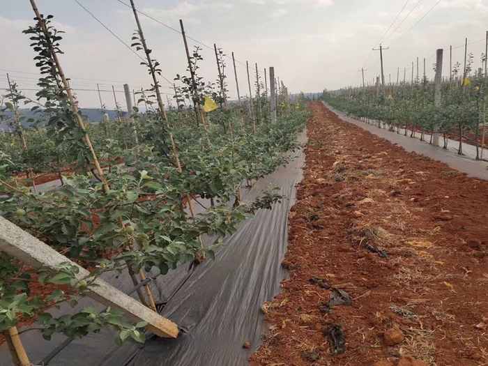 茶山护坡
